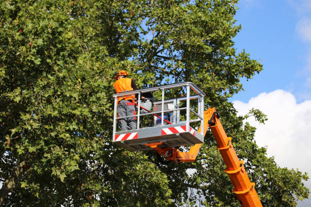 How Our Tree Care Process Works  in  Haiku Pauwela, HI